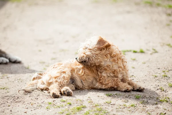 Mignon petit portrait de chien — Photo