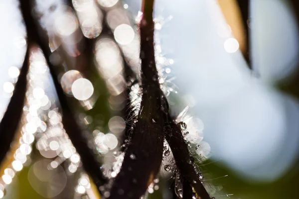 Abstract, macro composition with leaves — Stock Photo, Image