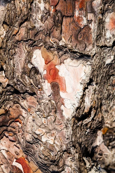 Árbol viejo con la corteza del árbol parcialmente pelada — Foto de Stock