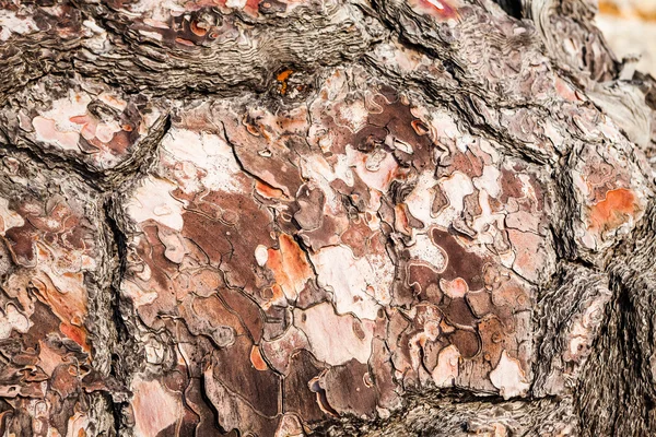 Starý strom s kůrou stromu částečně loupané — Stock fotografie