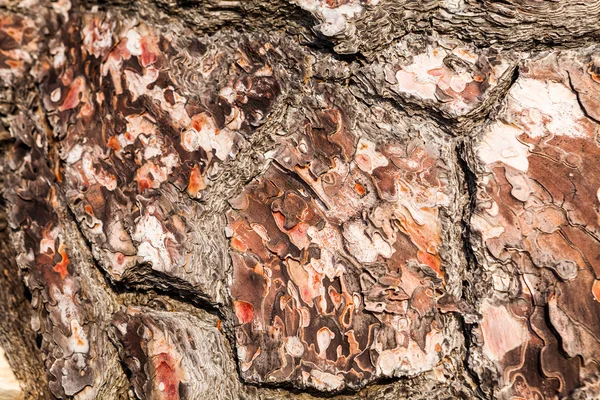 Vieil arbre avec l'écorce de l'arbre partiellement pelé — Photo