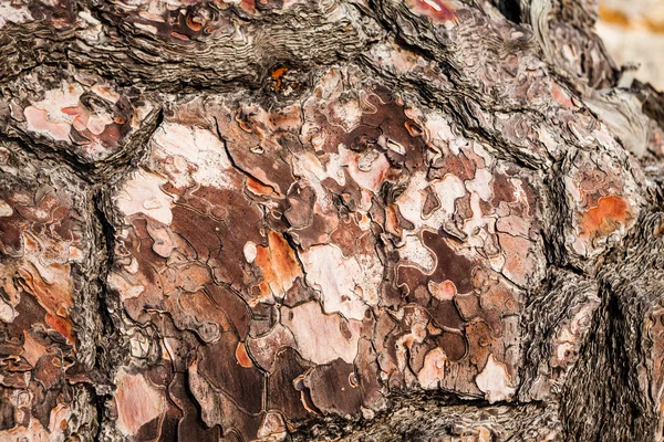 Vieil arbre avec l'écorce de l'arbre partiellement pelé — Photo