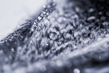 Renkli tavuk tüy ile soyut kompozisyon