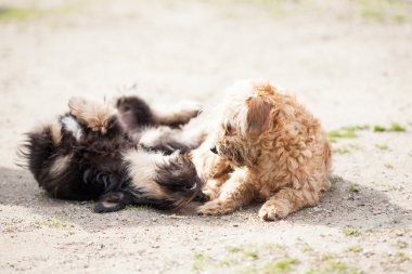 Bahçedeki sevimli köpekler