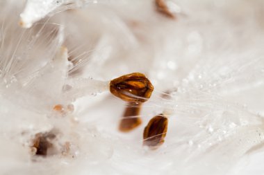 Kurutulmuş bitki tohumları ile soyut kompozisyon