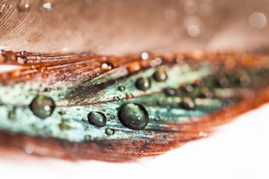 Renkli tavuk tüy ile soyut kompozisyon