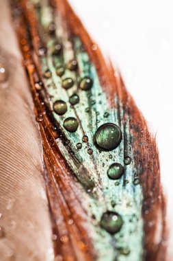 Renkli tavuk tüy ile soyut kompozisyon