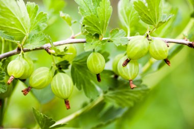 Olgunlaşmamış bektaşi dalı