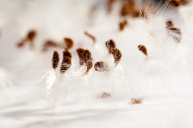 Kurutulmuş bitki tohumları ile soyut kompozisyon