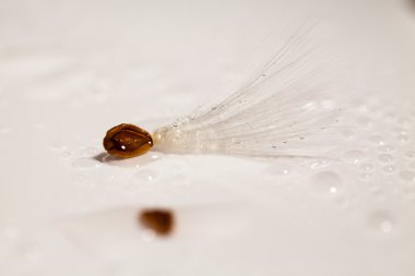 Kurutulmuş bitki tohumları ile soyut kompozisyon