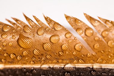 Renkli tavuk tüy ile soyut kompozisyon