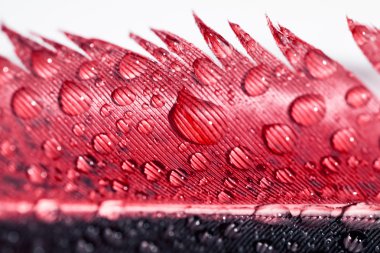 Renkli tavuk tüy ile soyut kompozisyon