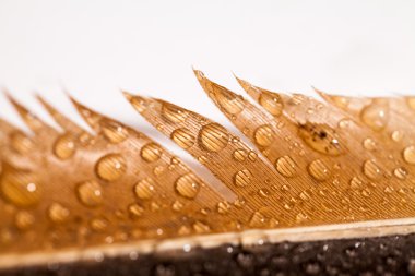 Renkli tavuk tüy ile soyut kompozisyon