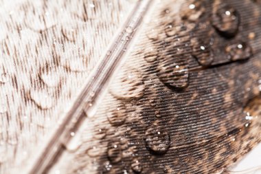 Renkli tavuk tüy ile soyut kompozisyon