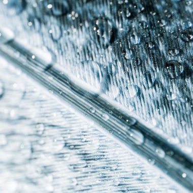 Renkli tavuk tüy ile soyut kompozisyon