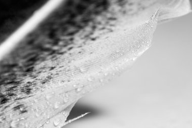 Renkli tavuk tüy ile soyut kompozisyon