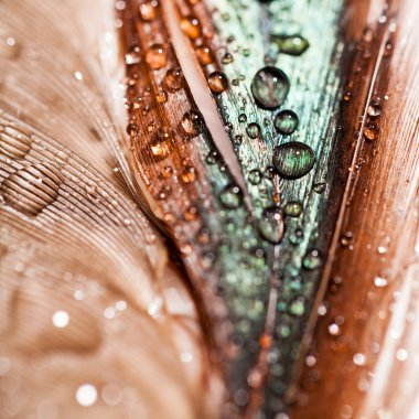 Renkli tavuk tüy ile soyut kompozisyon