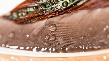 Renkli tavuk tüy ile soyut kompozisyon