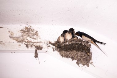 Kırlangıç yavrularını