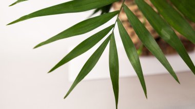 Yeşil, soyut kompozisyon ile yaprakları