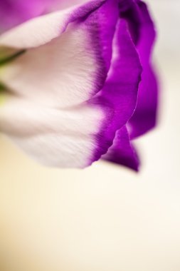 Lisianthus (Eustoma grandiflorum) - güzel çiçekler ve tomurcukları