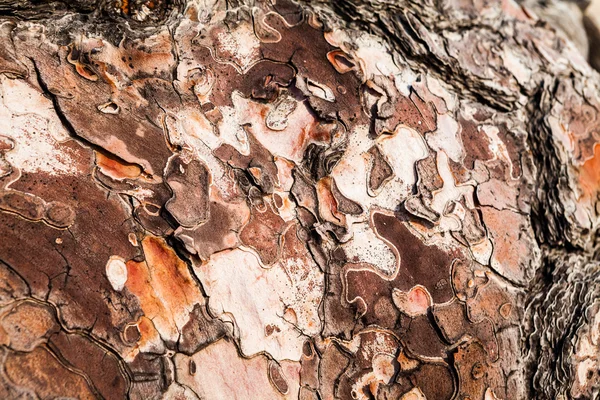 部分的に皮をむいた木の樹皮と古い木 — ストック写真
