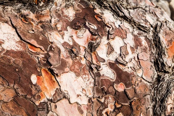 Vieil arbre avec l'écorce de l'arbre partiellement pelé — Photo