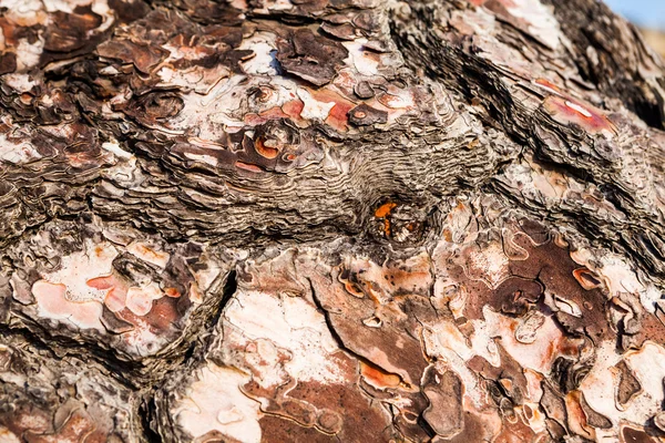 Starý strom s kůrou stromu částečně loupané — Stock fotografie