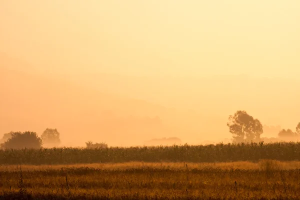 Foggy landscape — Stock Photo, Image