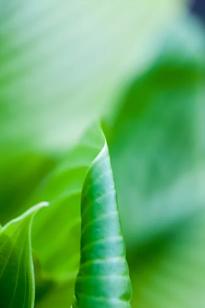 Composição verde e abstrata com textura foliar — Fotografia de Stock