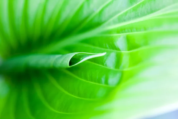 葉の質感と緑、抽象的な組成 — ストック写真