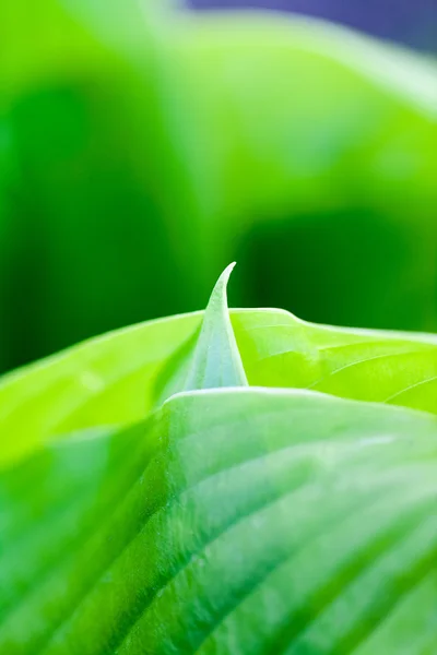 Grön, abstrakt komposition med leaf konsistens — Stockfoto