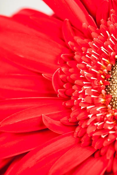 Gerbera jamesonii - mooie bloem — Stockfoto