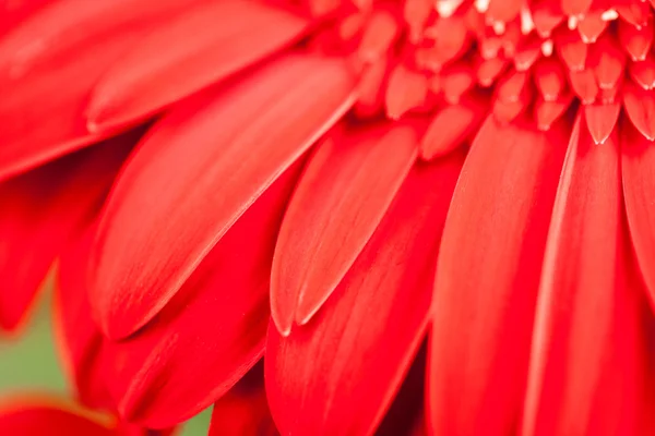 Gerbera jamesonii - mooie bloem — Stockfoto