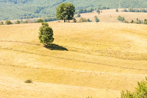 Rumænsk landskab - Stock-foto