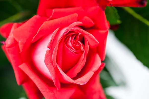 Rosa colorida, bonita, delicada — Fotografia de Stock