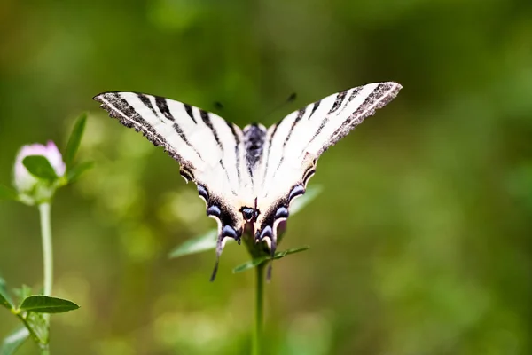 Iphiclides podalirius butterfy — Stock Photo, Image