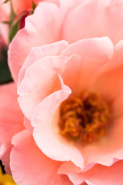 Farbenfrohe, schöne, zarte Rose — Stockfoto