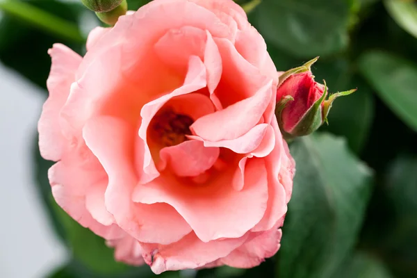 Rosa colorida, hermosa, delicada — Foto de Stock