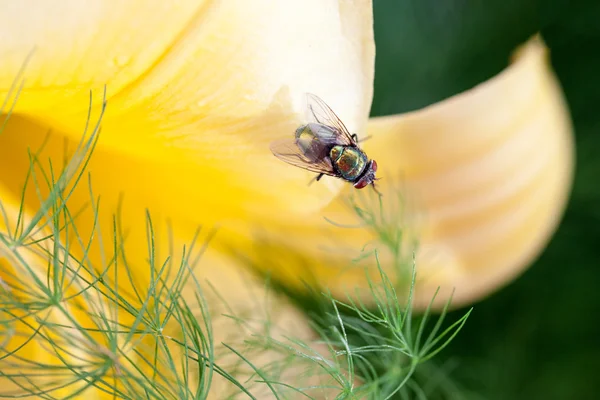 Verde, mosca pequeña en flor — Foto de Stock