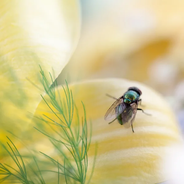 Verde, mosca pequeña en flor — Foto de Stock