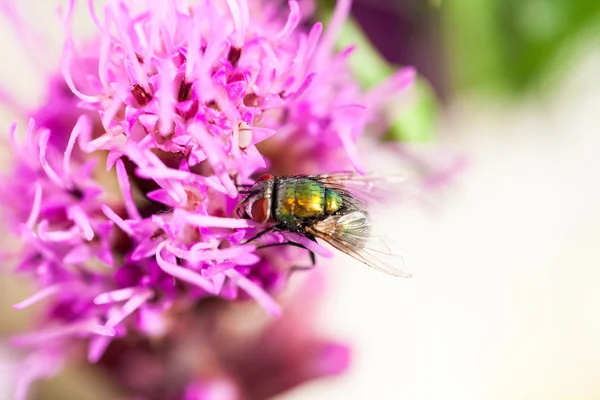 Verde, mosca pequeña en flor —  Fotos de Stock