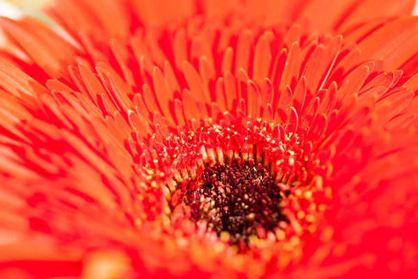 Gerbera jamesonii - mooie bloem — Stockfoto