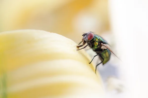 Verde, mosca pequeña en flor — Foto de Stock