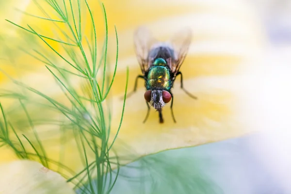 Grün, kleine Fliege auf Blume — Stockfoto