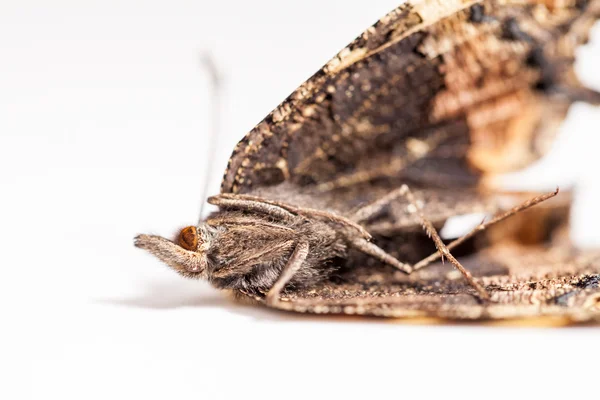 Asas de borboleta mortas — Fotografia de Stock