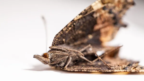 Dead butterfly wings — Stock Photo, Image