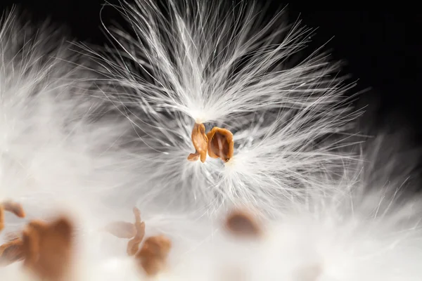 Abstract composition with dried plants seeds — Stock Photo, Image