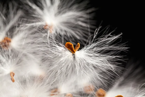 Composição abstrata com sementes de plantas secas — Fotografia de Stock