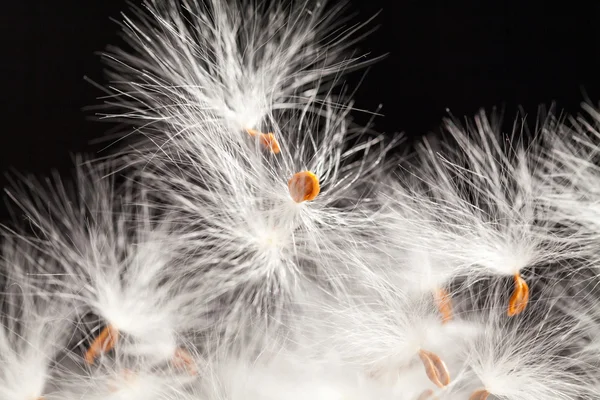 Composição abstrata com sementes de plantas secas — Fotografia de Stock